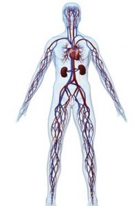 Cardiovascular System